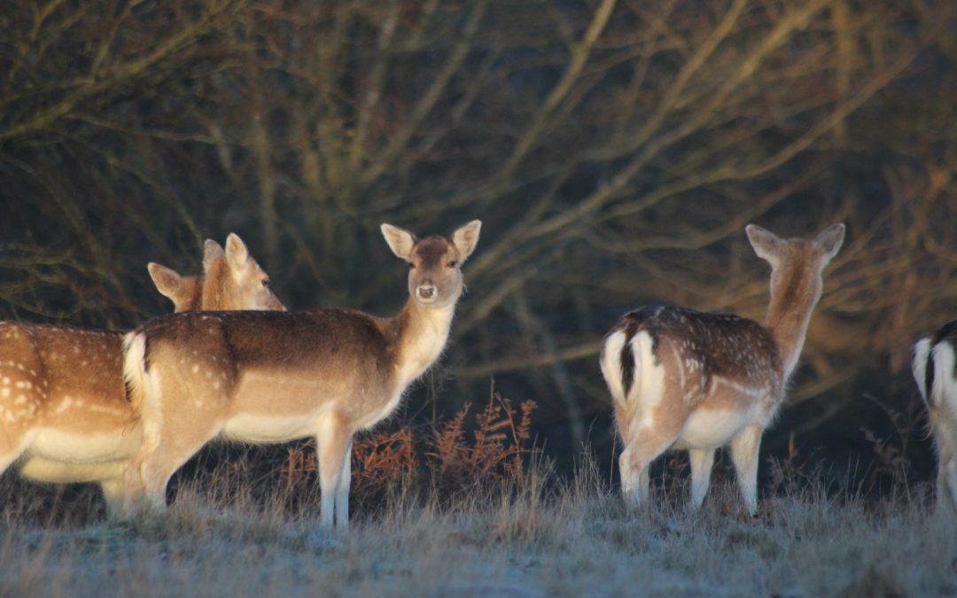 Deer keeping: Winter feed