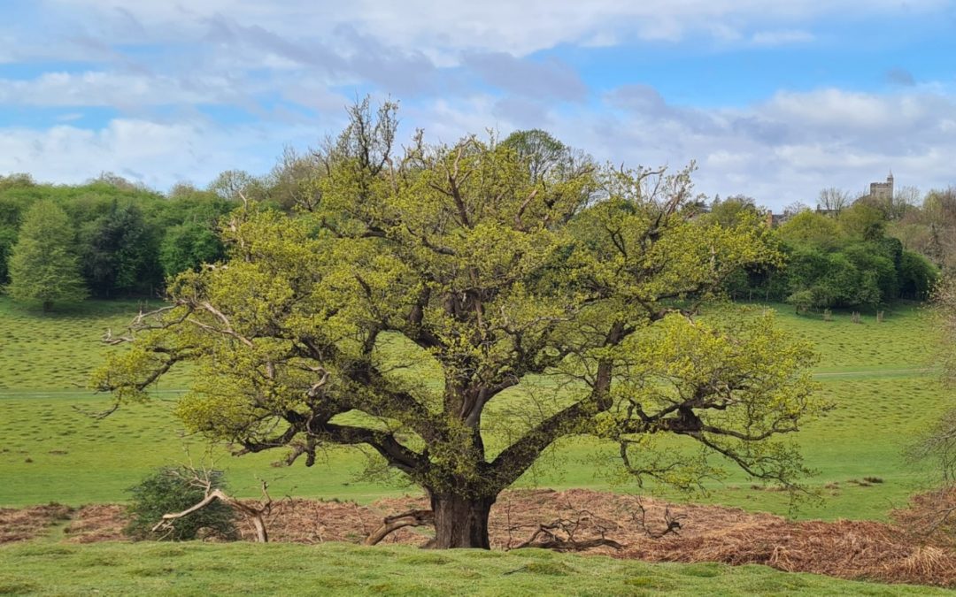 Great Big Green Week: Nature park walk