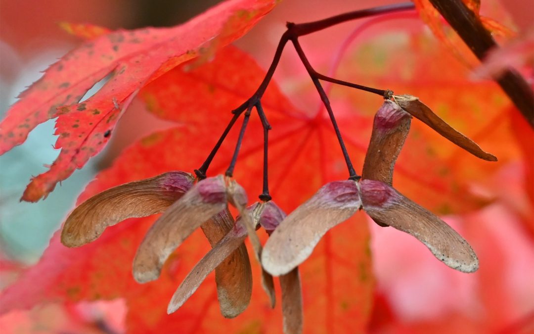 Photography Workshop at Emmetts Garden – National Trust